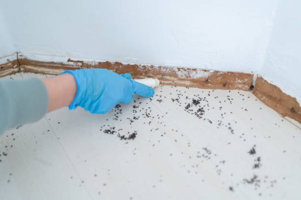 Best Rodent Control Near Me  in Roanoke Rapids, NC